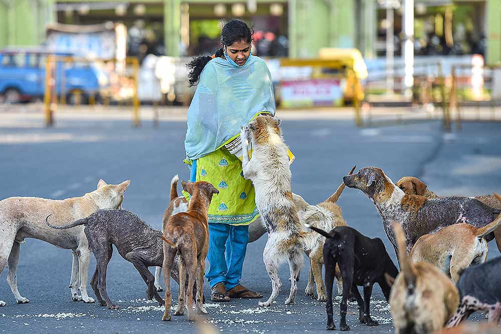 aparna pic dog feeding