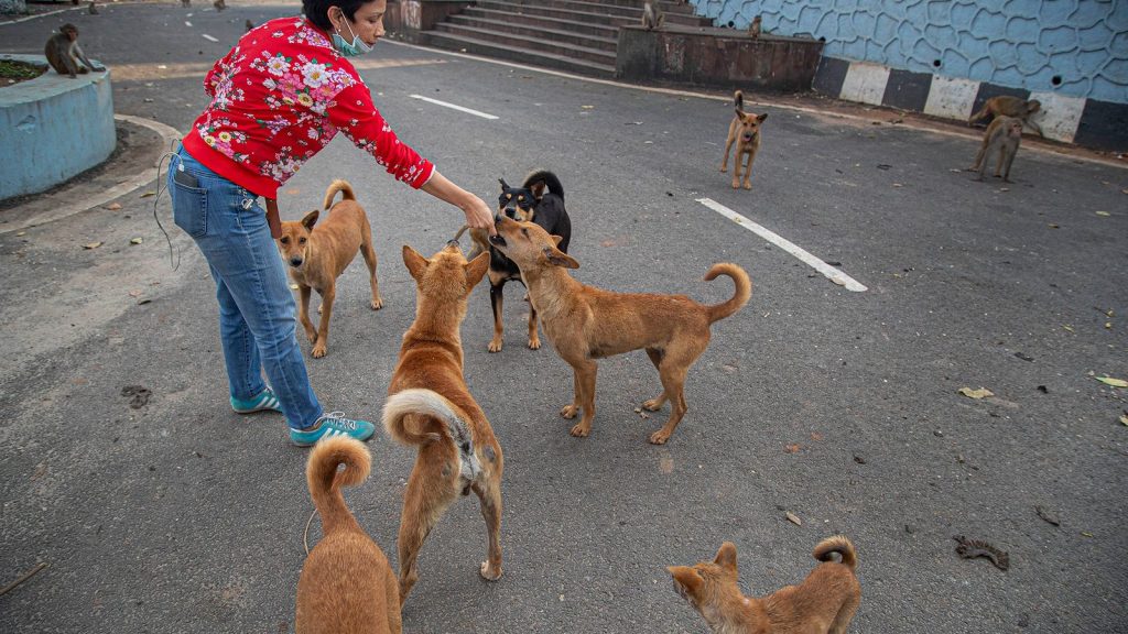 india stray dogs 1