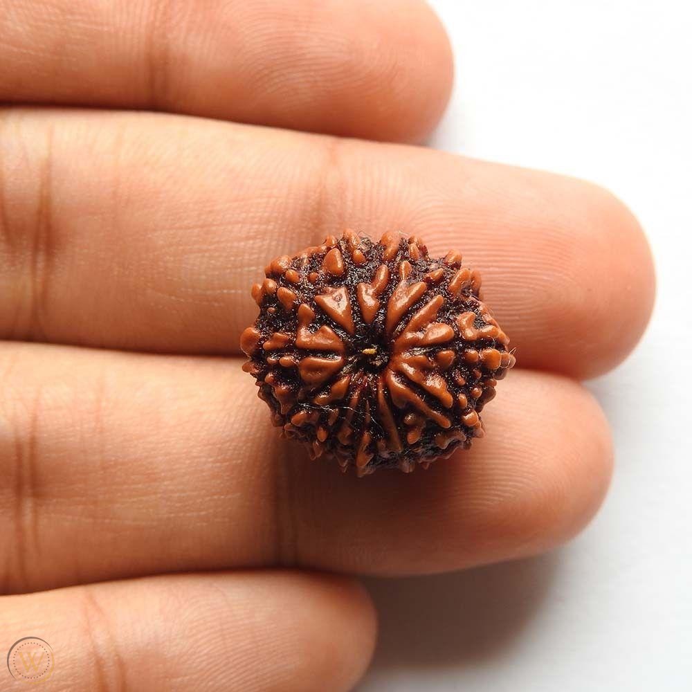 11 mukhi rudraksha nepal certified 18 1 942956c828a322efd88be5977b47748d