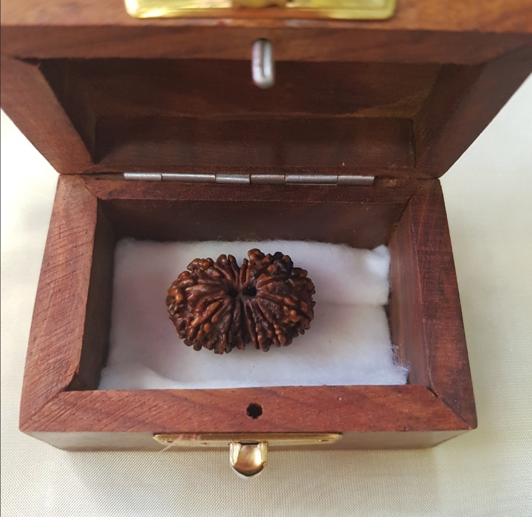 12 mukhi rudraksha last piece 1558858033 3af202a1