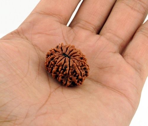 13 mukhi rudraksha original nepali igl certified 500x500 1