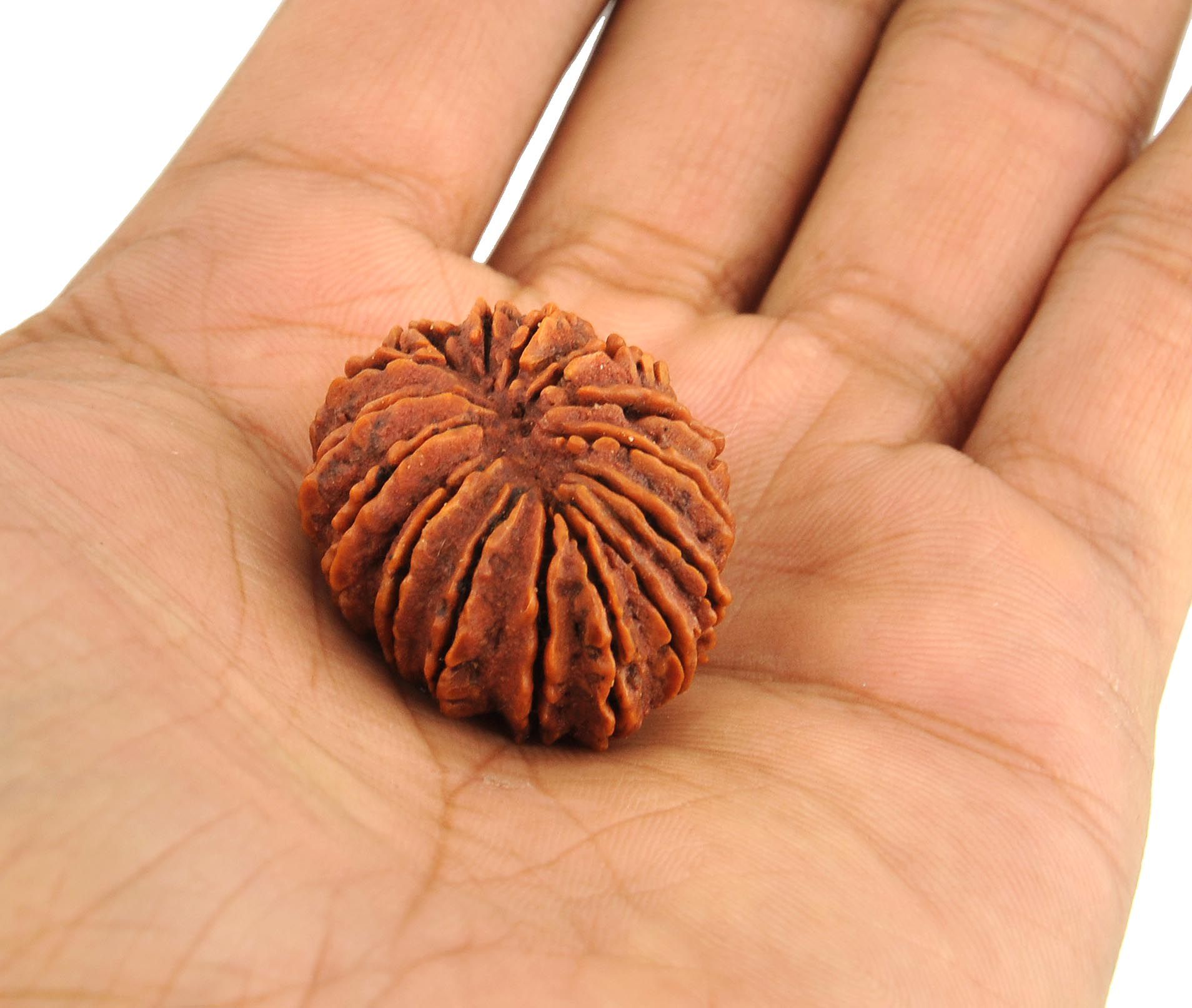 15 Mukhi Rudraksha 1