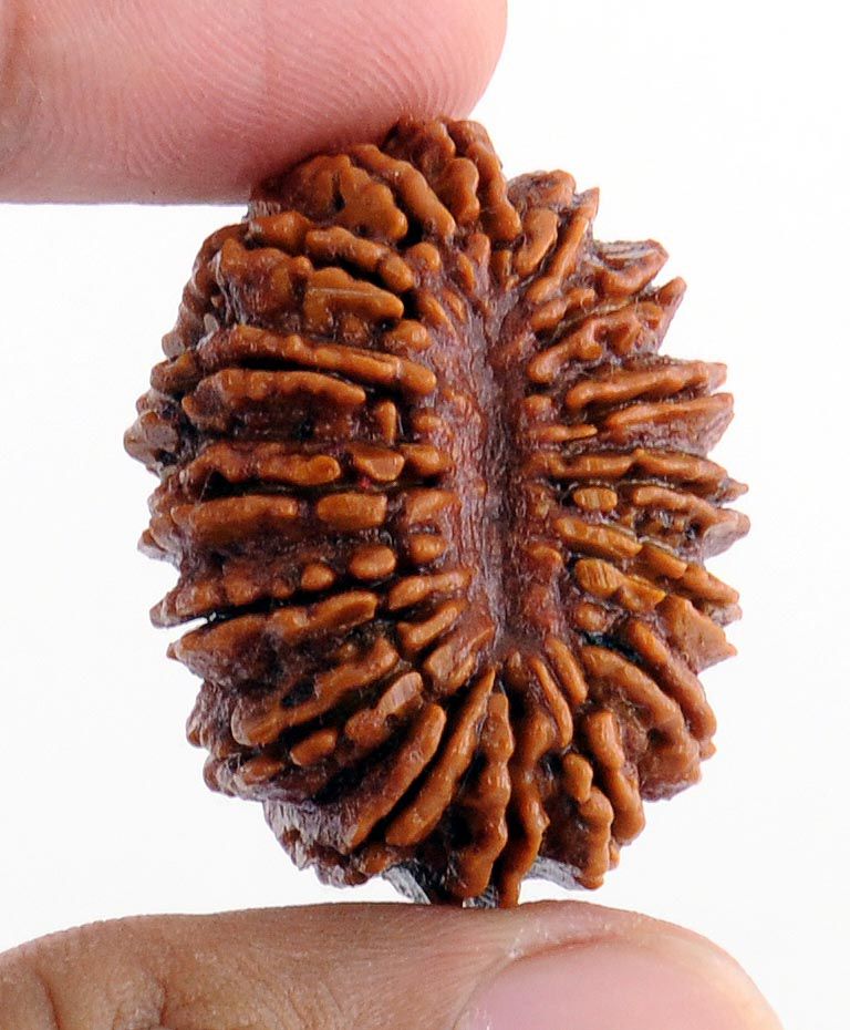 16 Mukhi Rudraksha 1