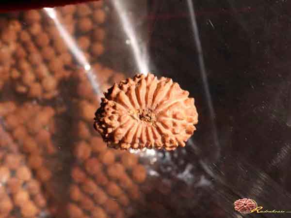 17 mukhi rudraksha indonesia