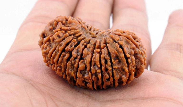 21 mukhi rudraksha