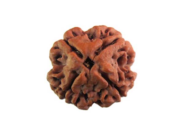 4 mukhi rudraksha