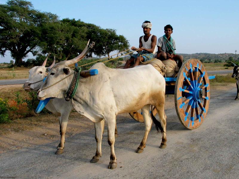 Pulling bull