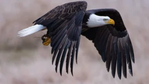 Eagle in flight Richard Lee Unsplash 1 edited scaled 1