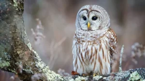 Owl in tree by Philip Brown 1 1024x576 1