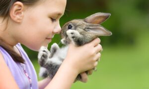 Pet Rabbit