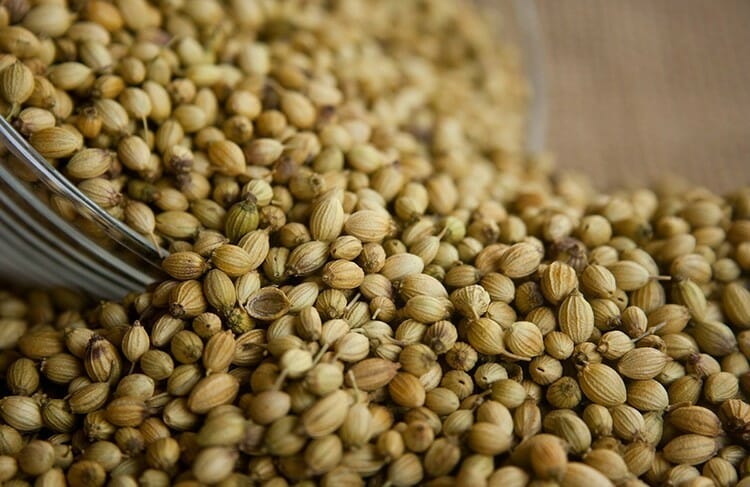 coriander jpg