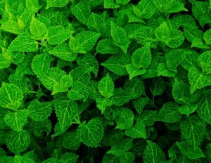 green leaves plants