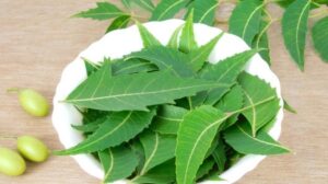 neem leaves uses 625 625x350 41444631794